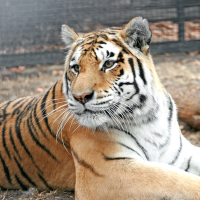 Today there are only 3,500 tigers remaining in the wild due to poaching and loss of territory.