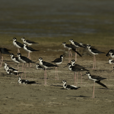 Black-necked Stilts at Cheyenne Bottoms (c) Karole Erikson