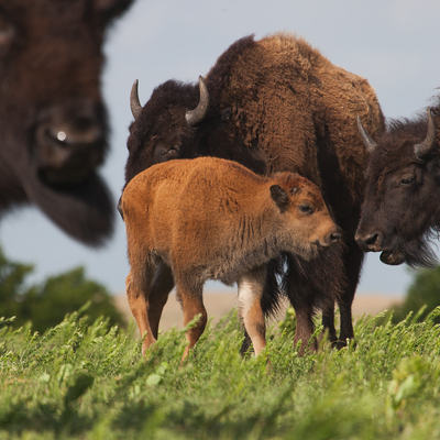 Bison with Calf (c) Morgan Heim