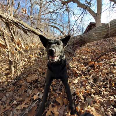 K9 Mack