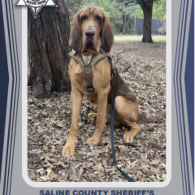 K9 Marshal