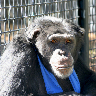 We, has humans, are pushing chimpanzees, like Millie, toward extinction.