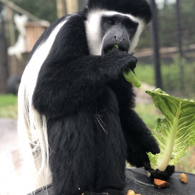 Once hunted for their beautiful fur, biggest threat to colobus monkeys is habitat loss.