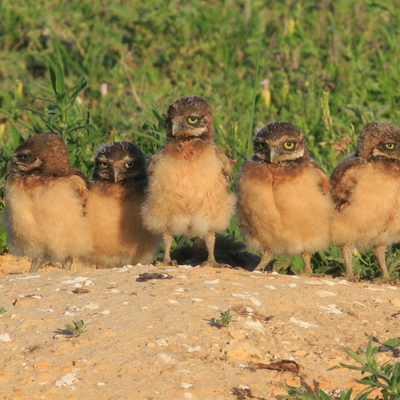 Burrowing Owl Chicks at Smoky Valley Ranch (c) Bob Gress