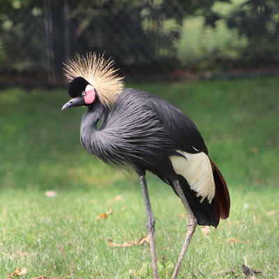 Humans are the greatest threat to Africa's beautiful crowned cranes.