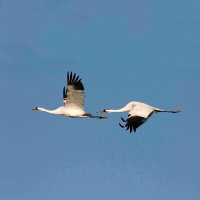 Whooping Cranes (c) Harvey Payne
