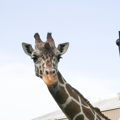 In the last 30 years the wild giraffe population dropped 40% with about 68,000 left in the wild.
