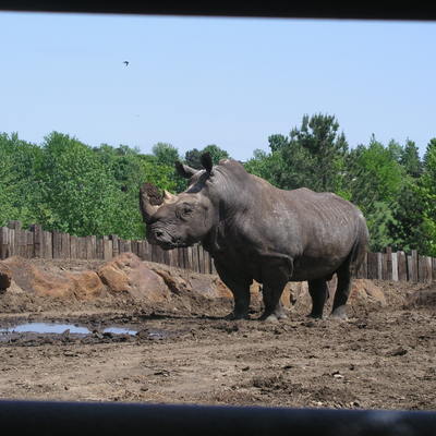 The Southern white rhino's population in the wild is estimated at about 20,000.