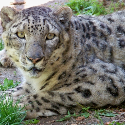 One gaze into Sherman's eyes and you'll realize the profound loss if snow leopards are lost forever.
