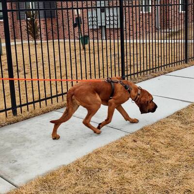 K9 Leroy
