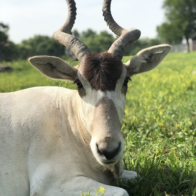 The addax is a desert adapted mirgratory antelope pushed to the edge of extinction.