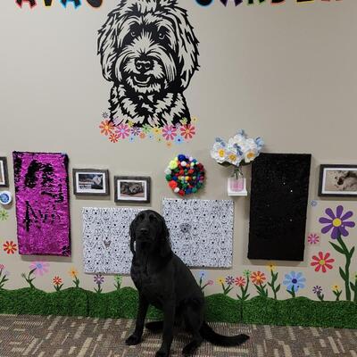 Meet Ava Mae! Our Full-Time Therapy Dog onsite, pictured with her sensory wall "Ava's Garden".