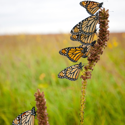 Monarch Butterflies in Tallgrass Prairie (c) Richard Hamilton Smith