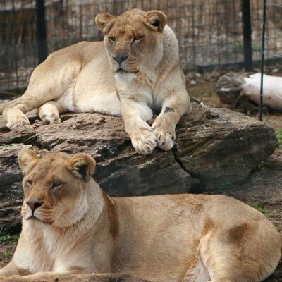 African lions are quietly disappearing with only 20,000 remaining in the wild.
