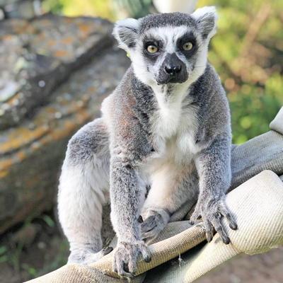 Ring-tailed lemurs are currently listed as endangered due to habitat loss and hunting.